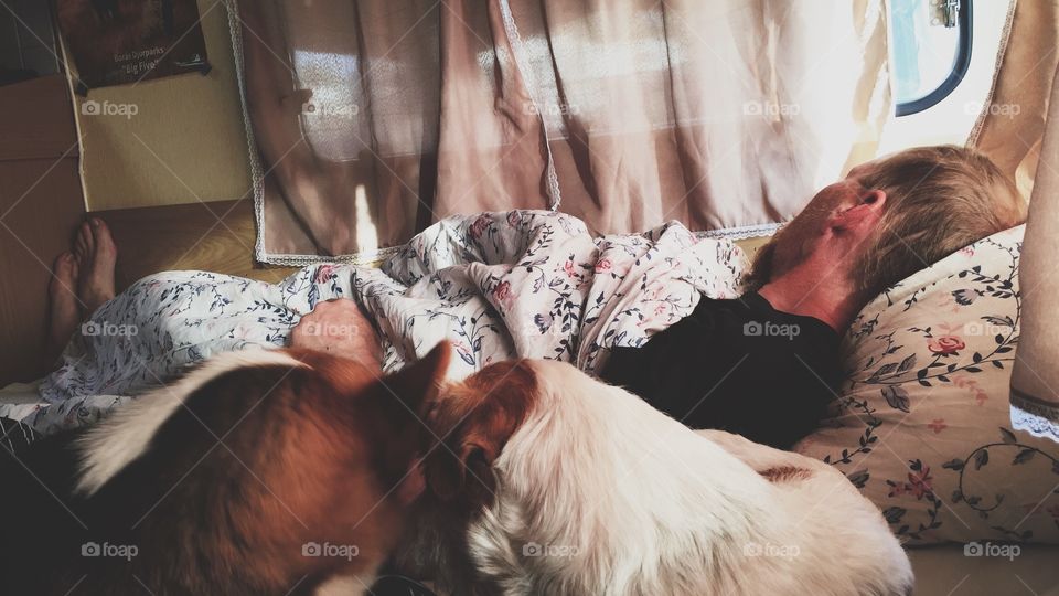 Dogs laying in the bed together with their owner