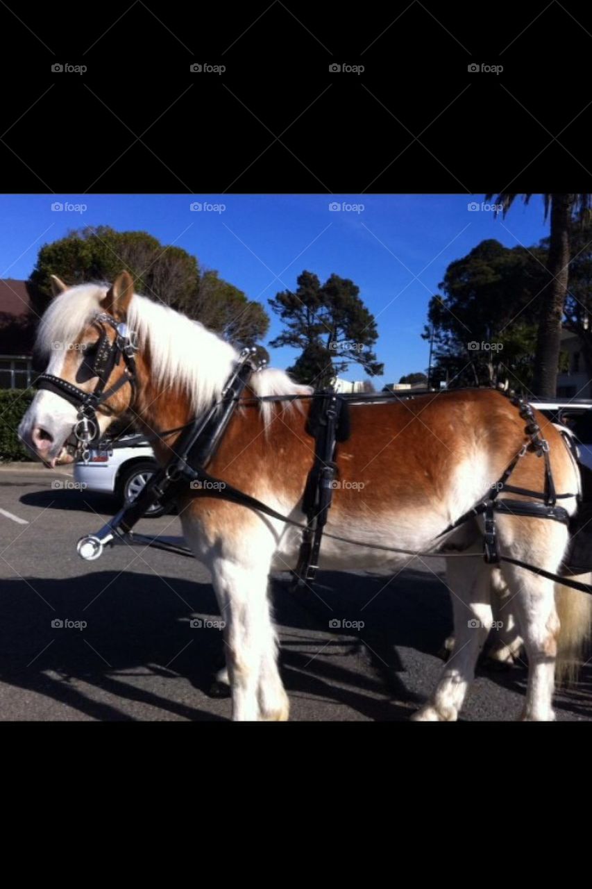 Horse n carriage 