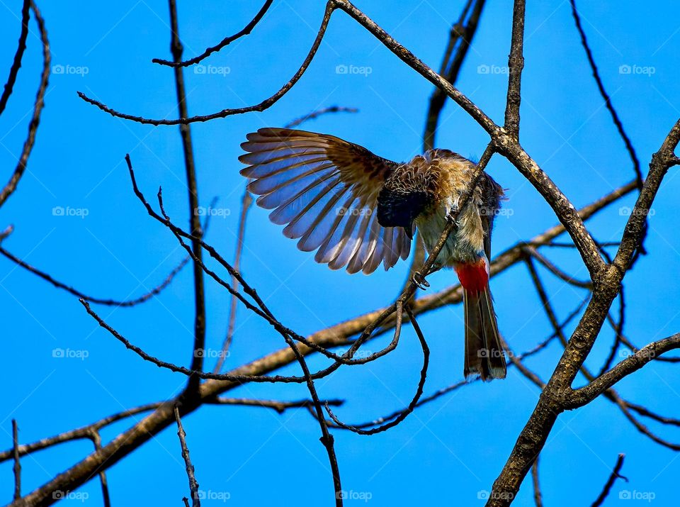 A perching behaviour of a red vented bird 