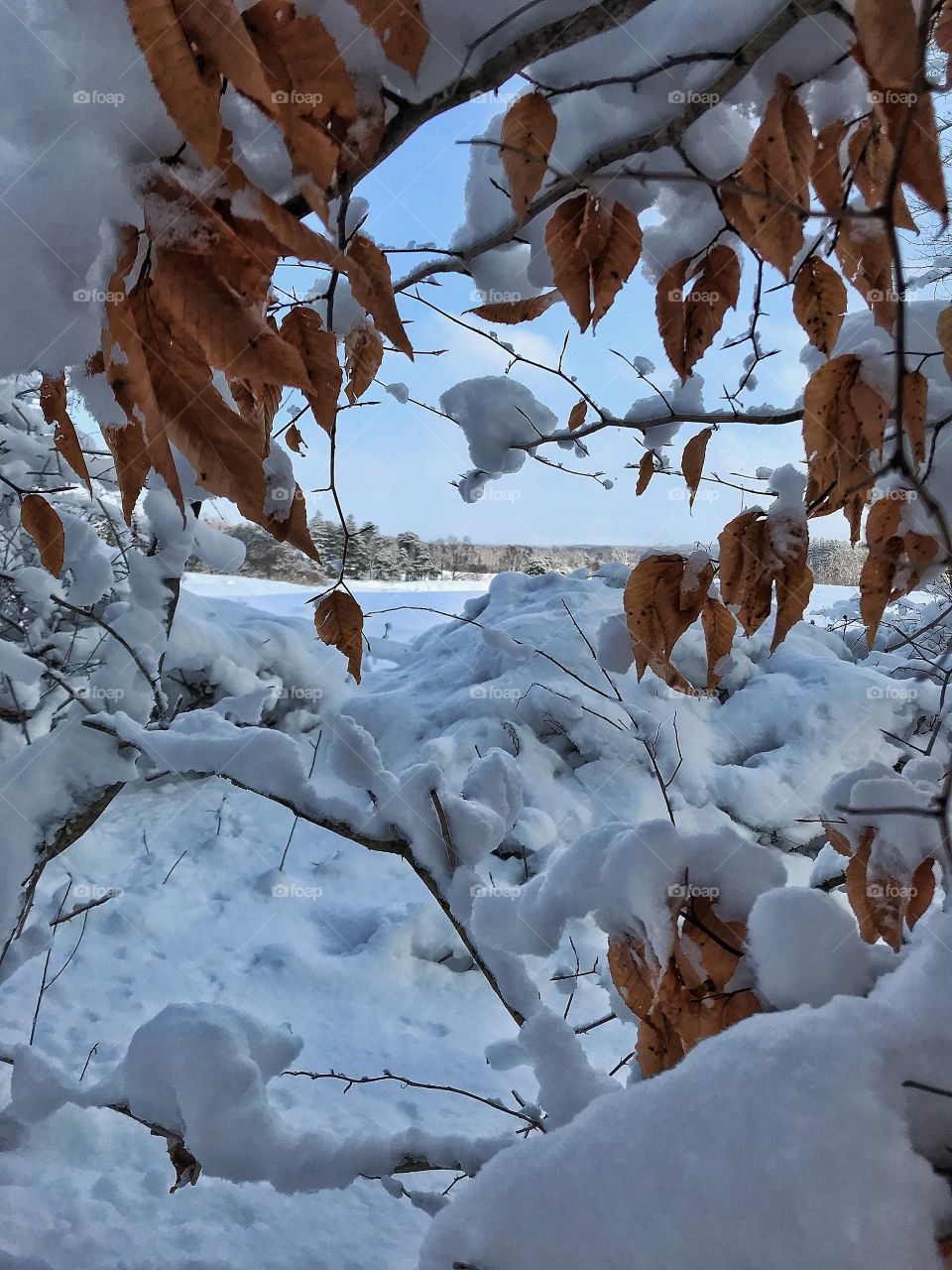 Beach trees in winter