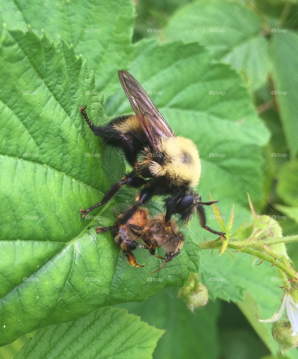 Bee Mimic Robber Fly. A bee mimic robber fly eating a honey bee.