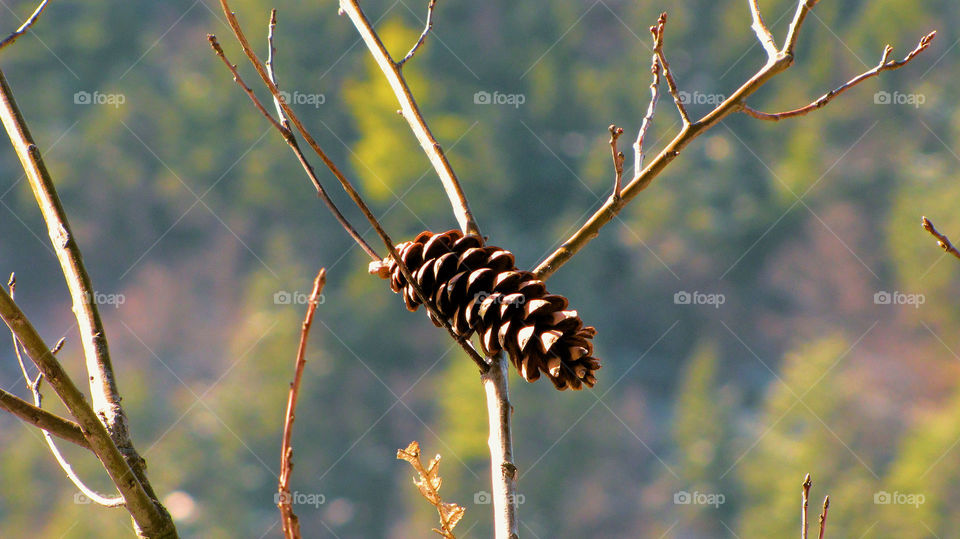 Pinecone