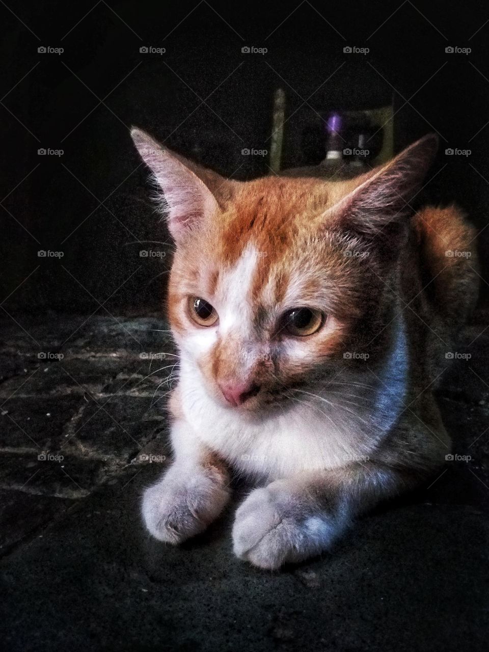 Cat with dark background