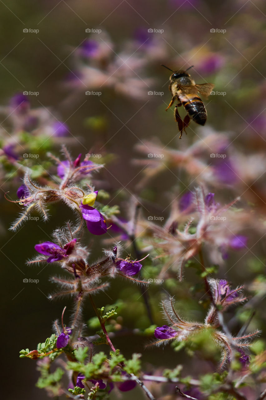 Sedona Bee