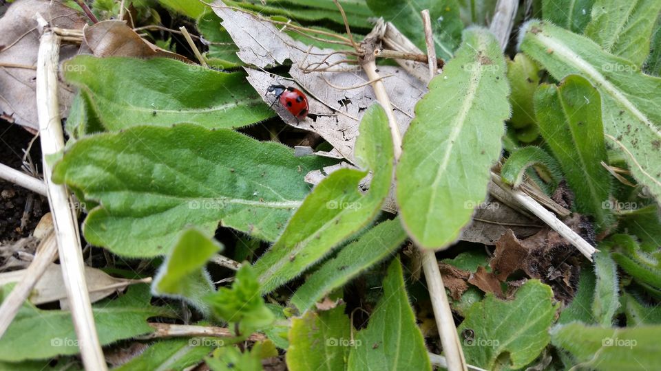 Ladybug