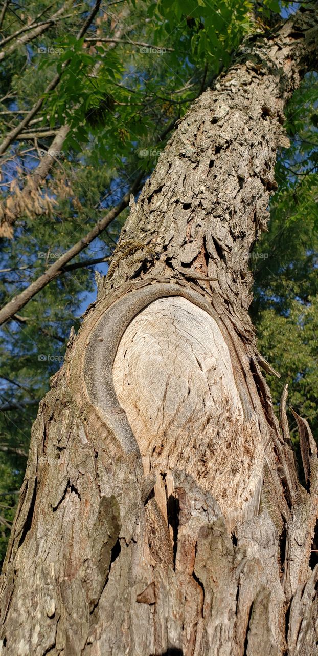 tree healing from old cuts