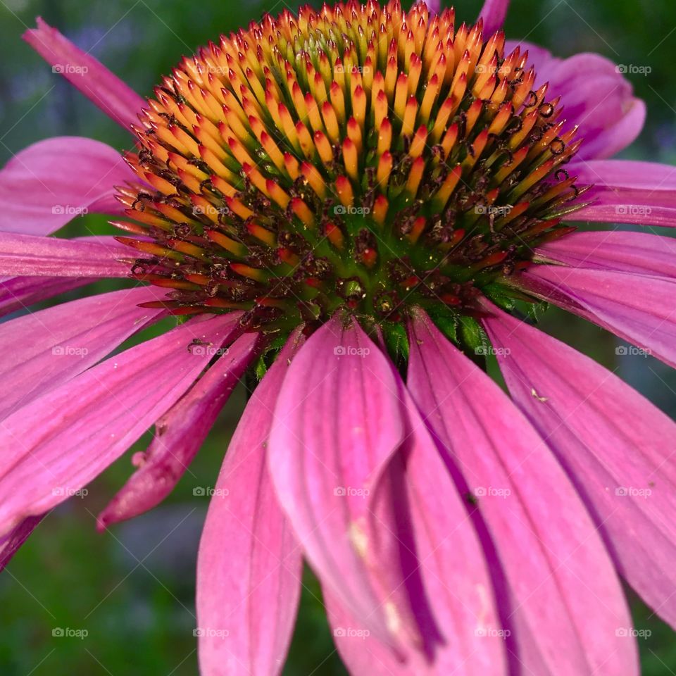 Coneflower Closeup, Pink Is So Pretty