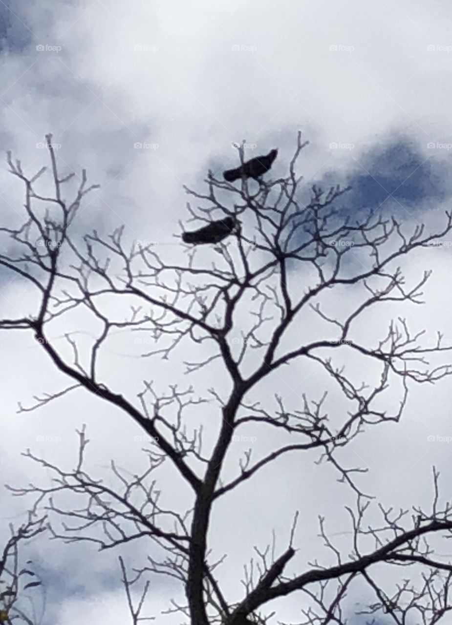 2 noisy crows on top of a tree 