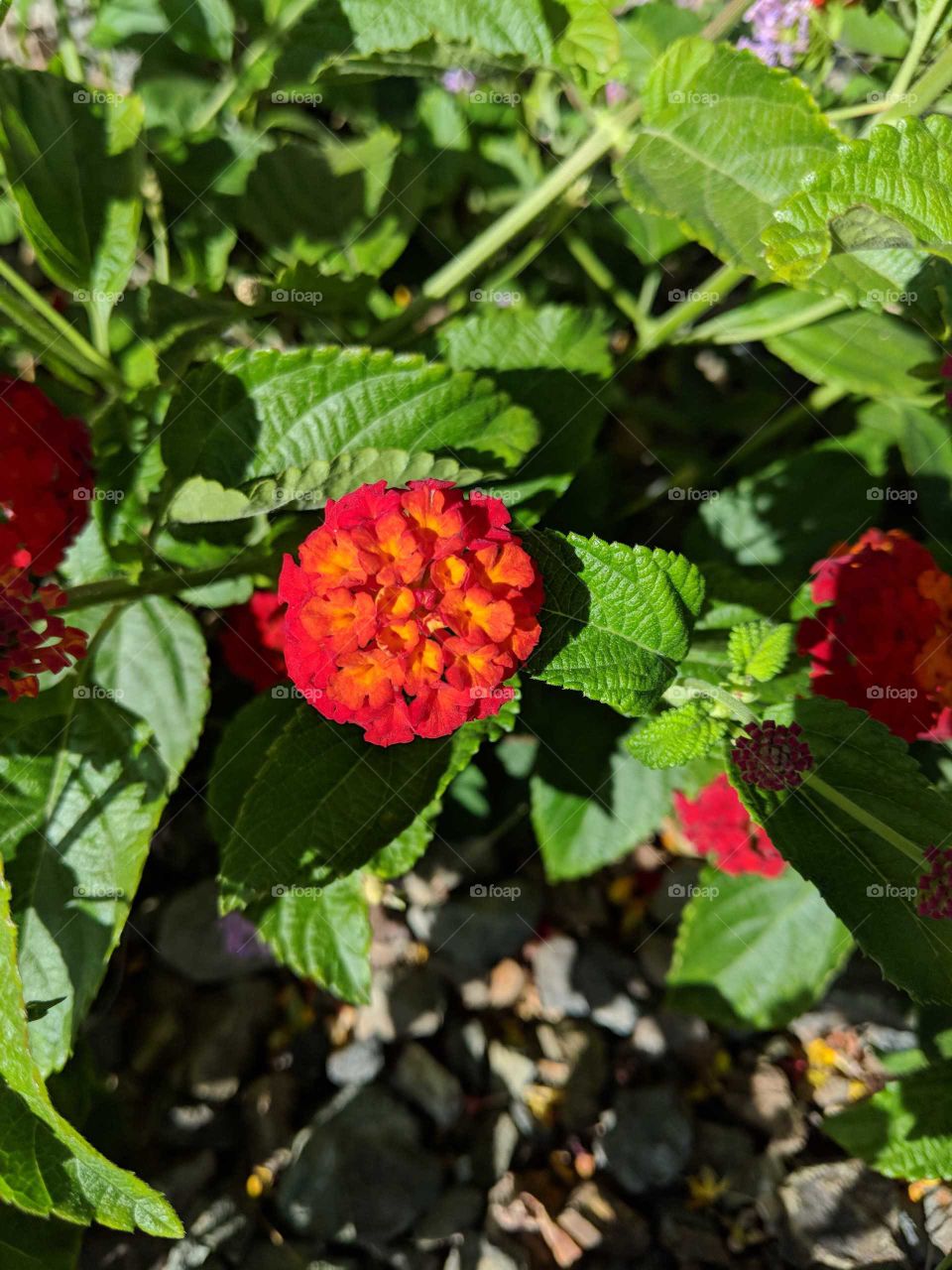 red with yellow flowers