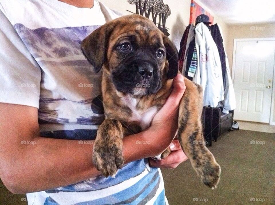 Boxer pup