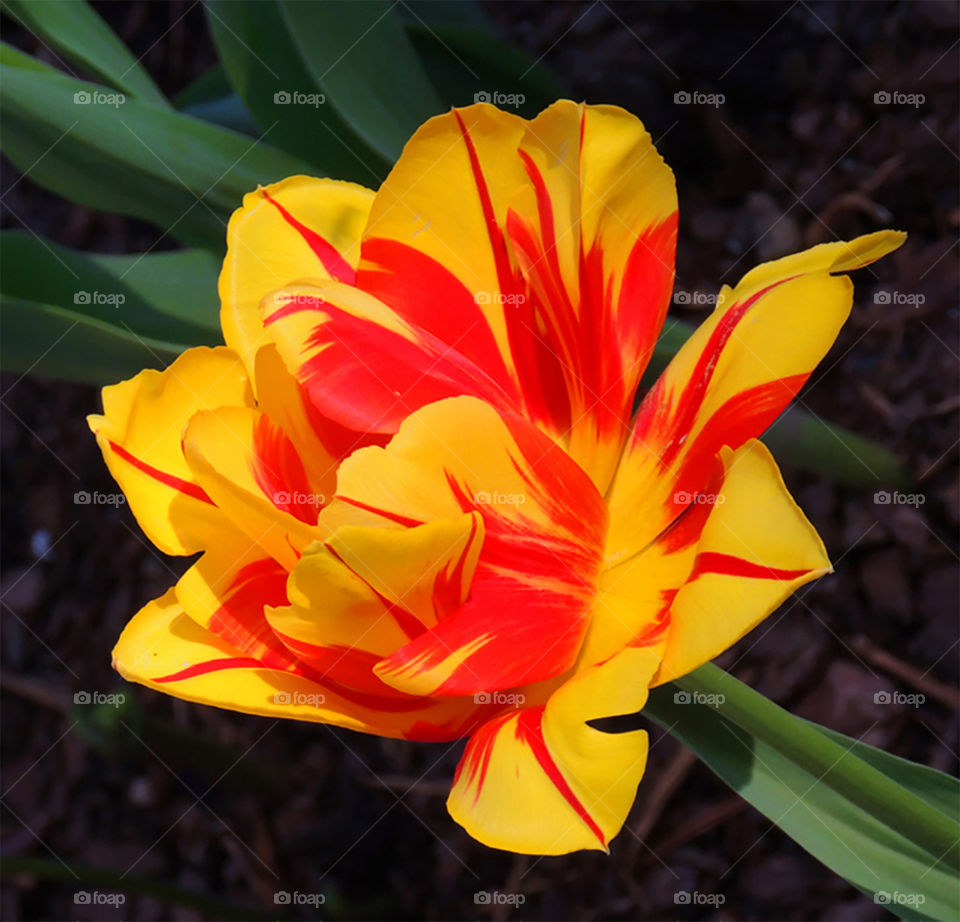 tulip orange and yellow