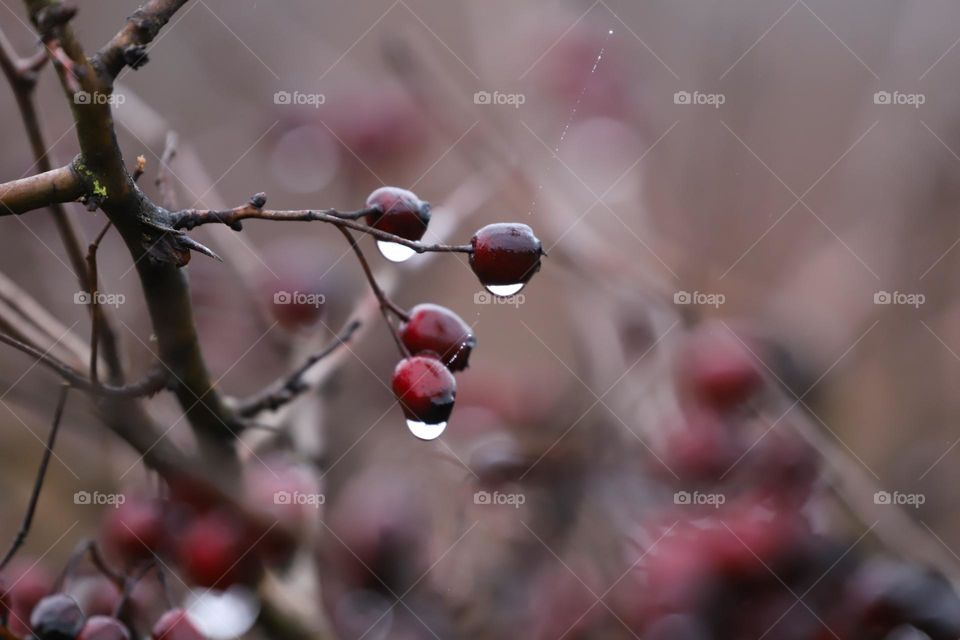 Raindrops on the plant 