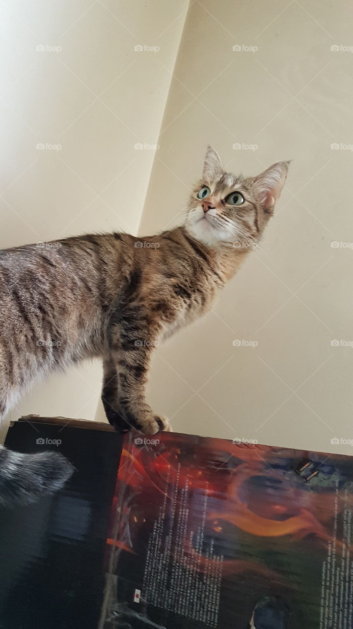 cat standing in scared pose