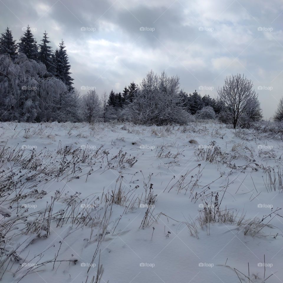 Winter landscape into the wild