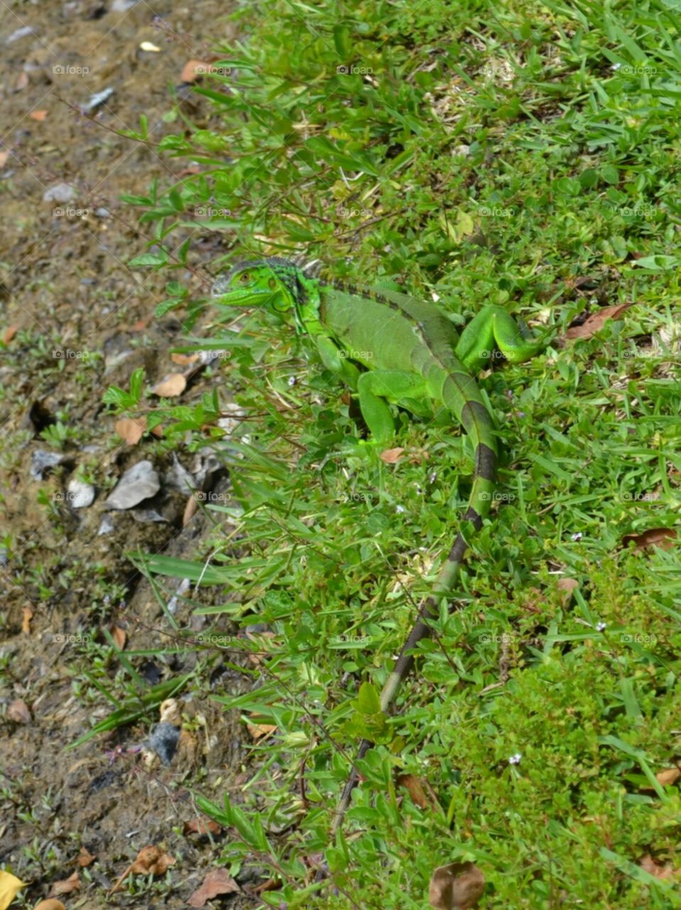 Green iguana. green iguana Florida wildlife lakeside