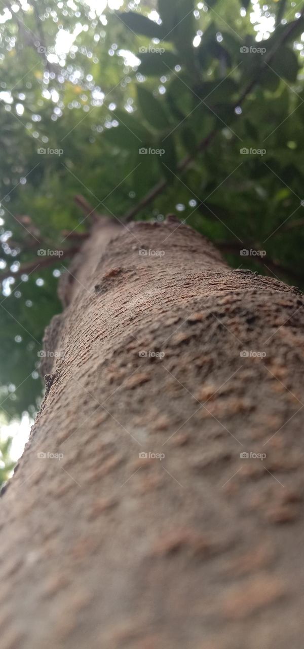 close up tree