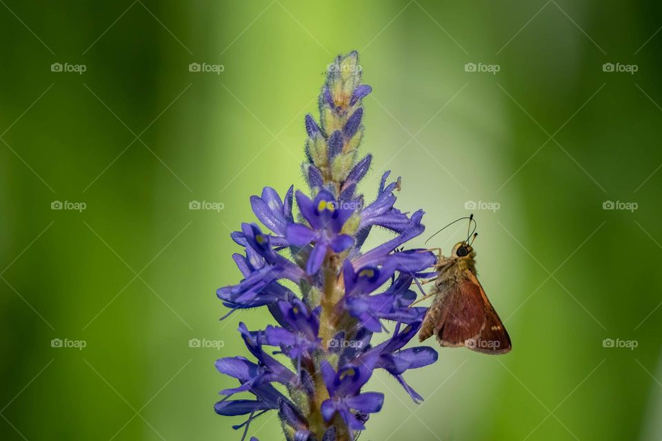 A Little Glassywing partakes the nectar from beautiful pickerelweed blooms. 