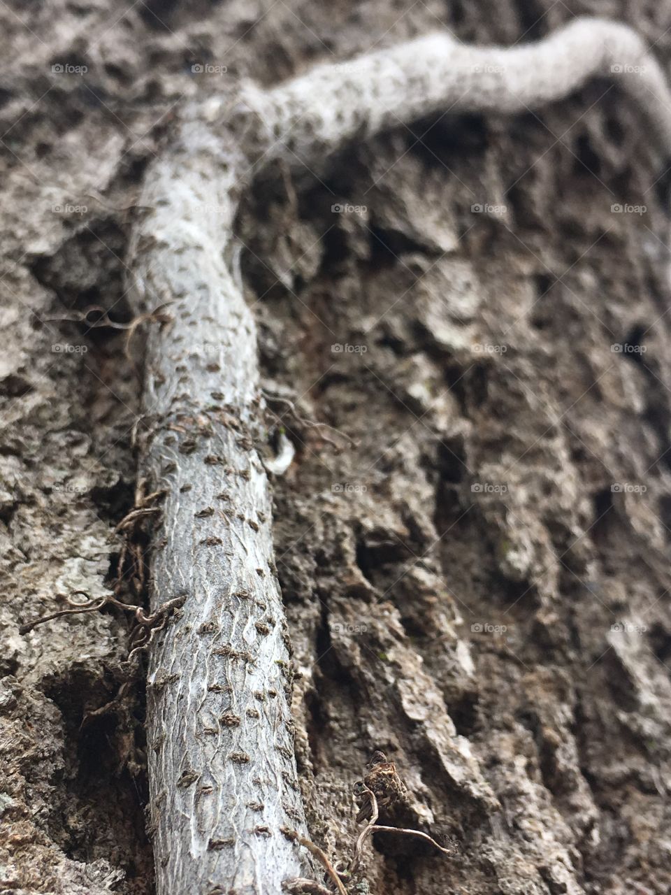 Awesome POV of a vine on a tree