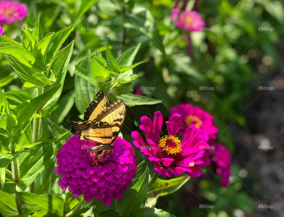 Yellow butterfly perched on purple/pink flower 