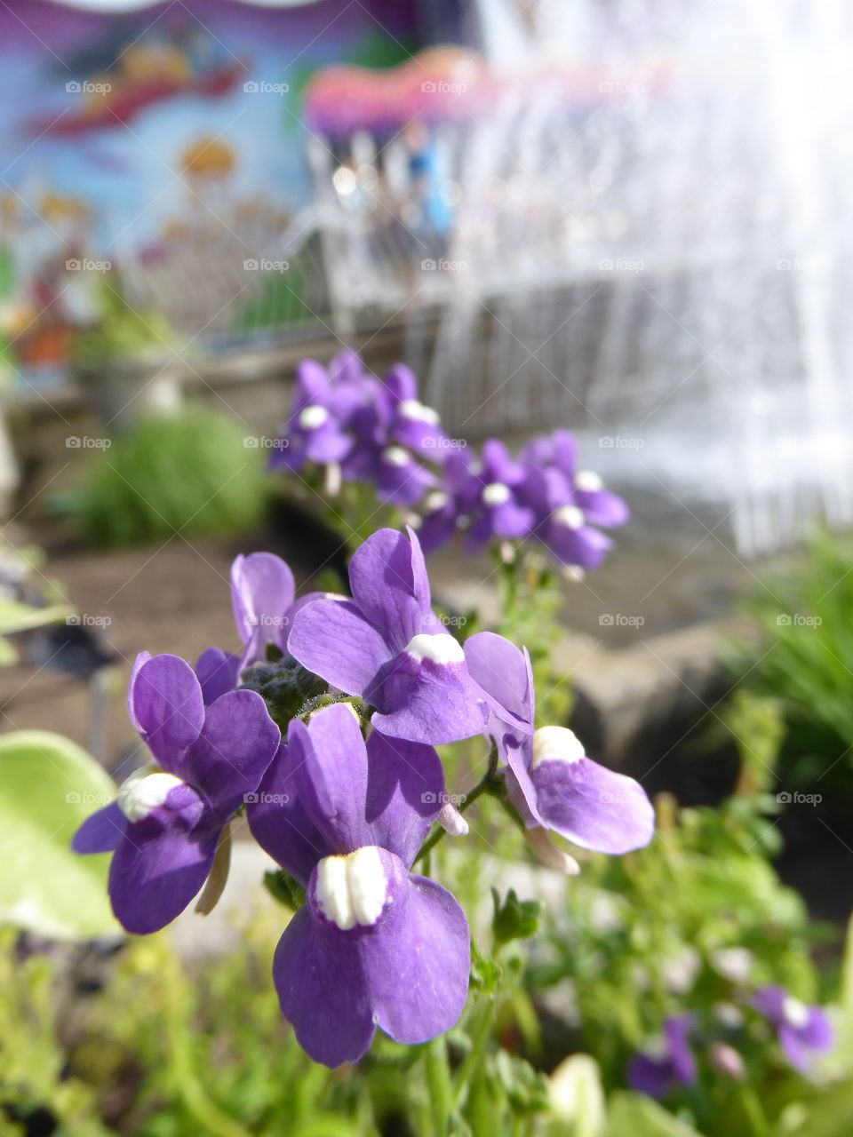 Purple flower macro at Wp