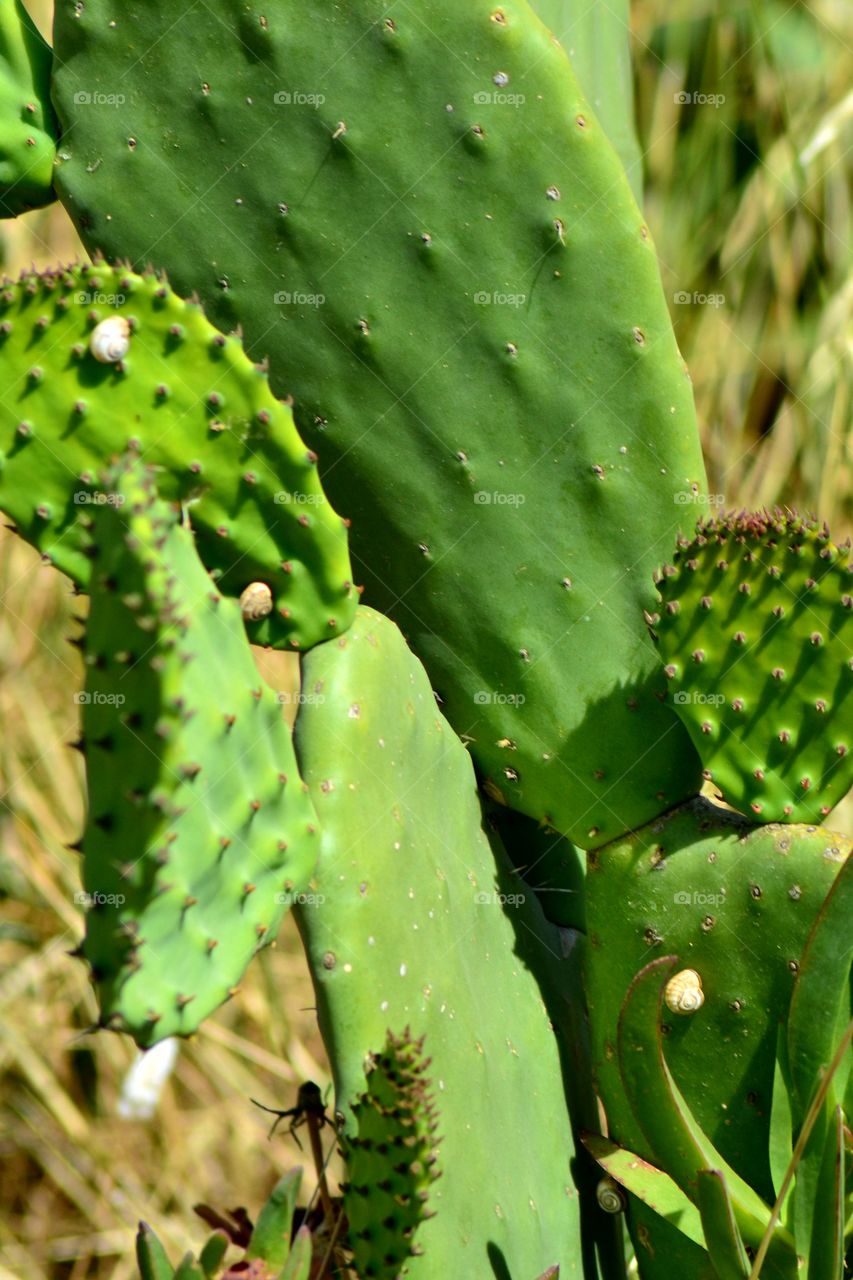 cactus
