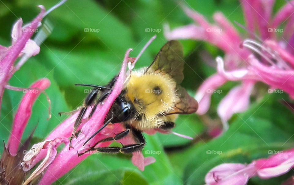 A fuzzy bumblebee, hard at work collecting nectar from a pink beebalm.