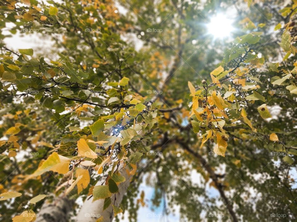 A ray of sun breaks through the leaves of an autumn birch.