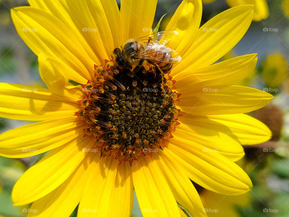 Honey bee pollinating a bright yellow sunflower on a sunny day