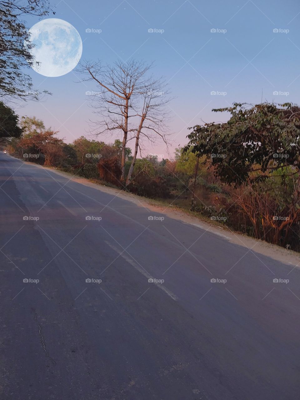 beautiful😍 trees🌲🌳and 👣🛣Road.