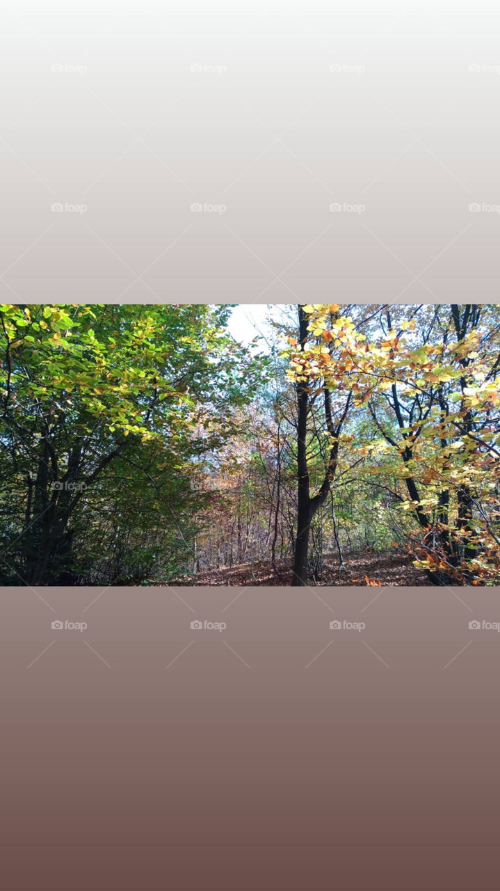 Nature ... a trace of melancholy. Where summer meets autumn.