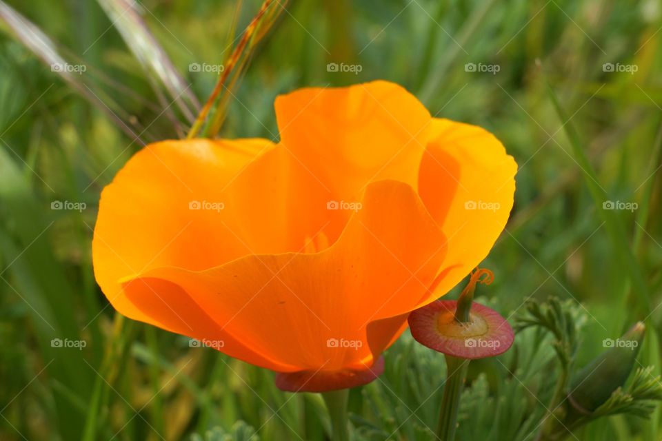 Orange Petals