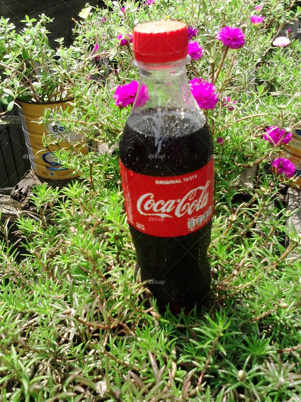coca cola on grass