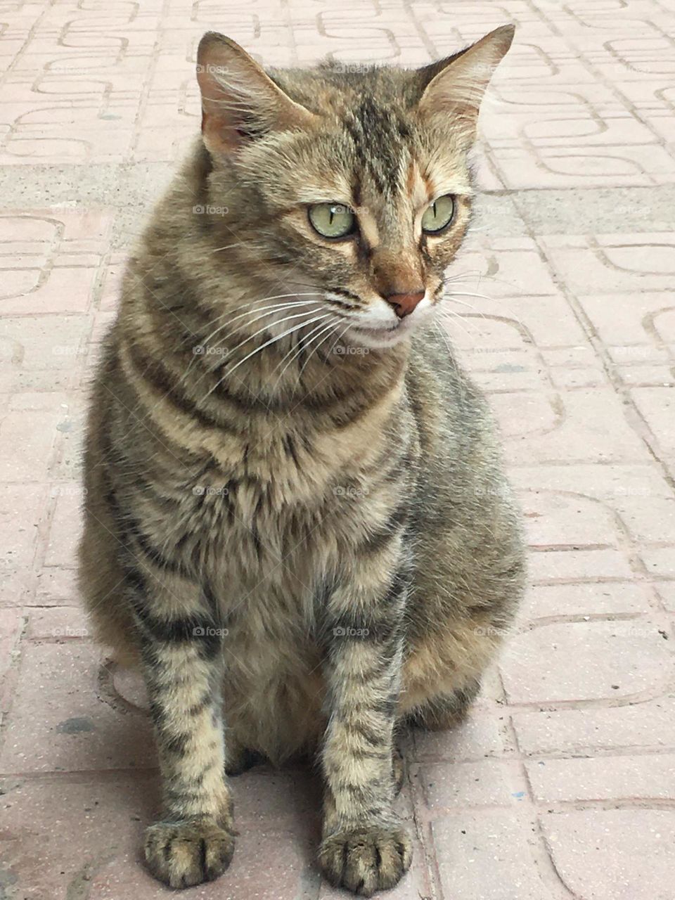 Beautiful grey cat