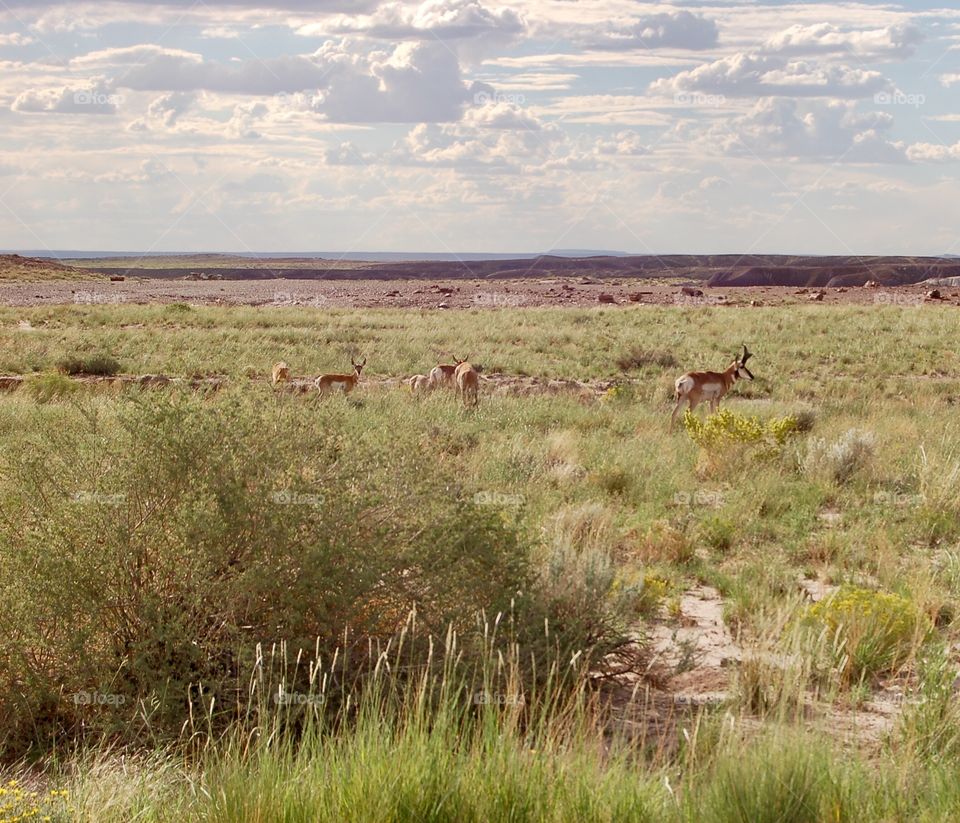 Desert Antelope 