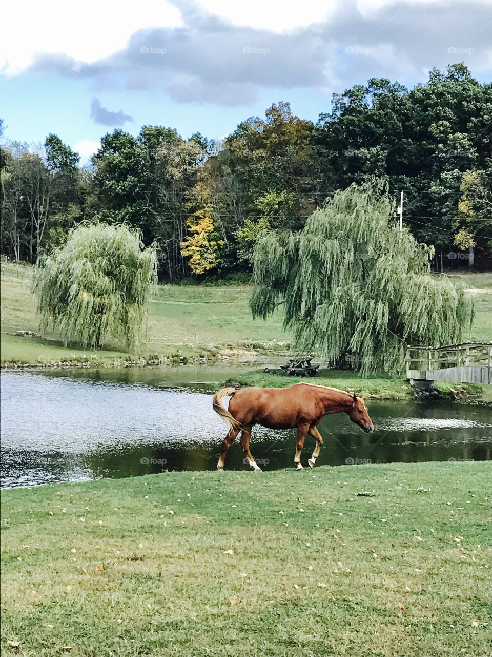 Countryside horse 