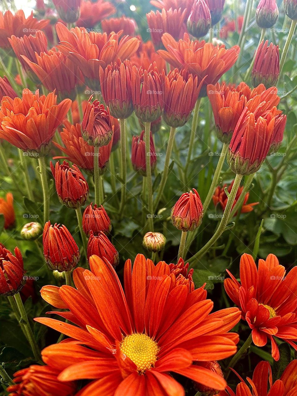 Orange flowers