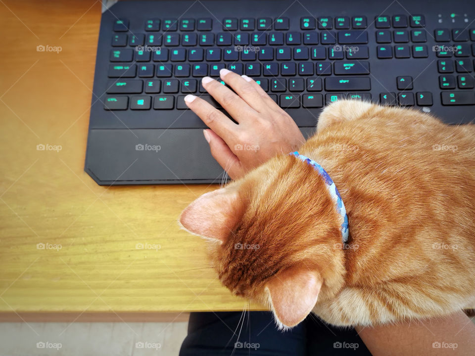 Top view of a cat sitting on the owner's arm in front of the computer with copy space on the left side. Ginger cat. Selective focus at the cat's head.