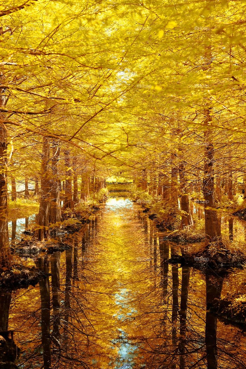 Beautiful maple forest in the pond scenery