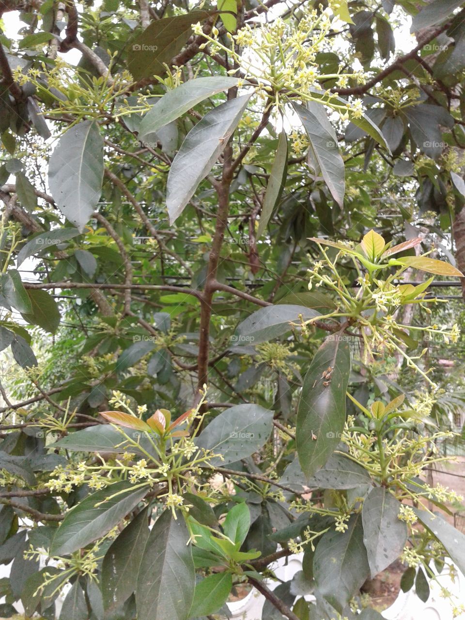 ' Baterfruit flowers