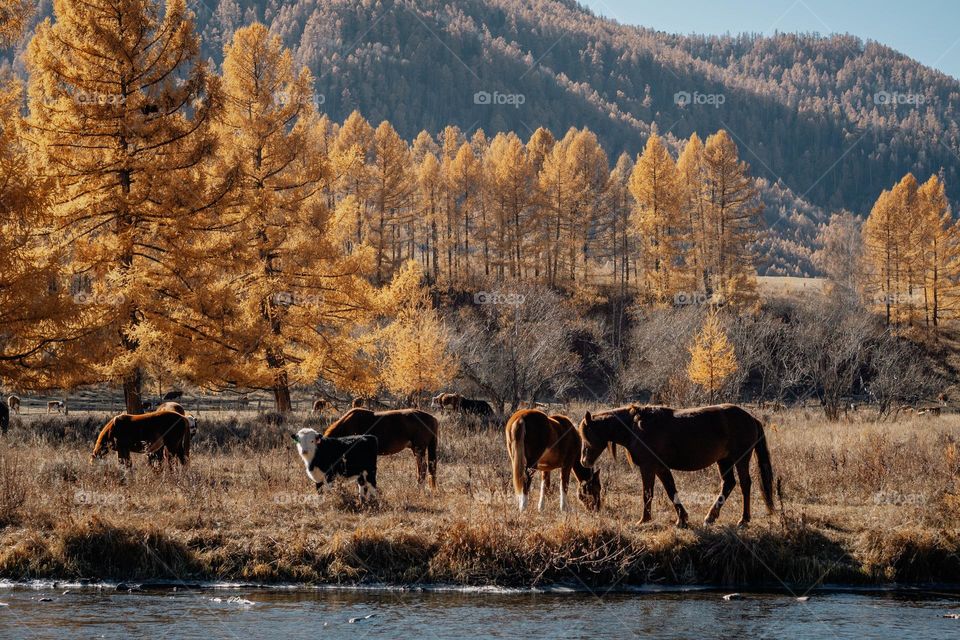 Horses and cows graze in the mountains on the riverbank in autumn