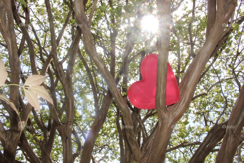 A heart in a tree!