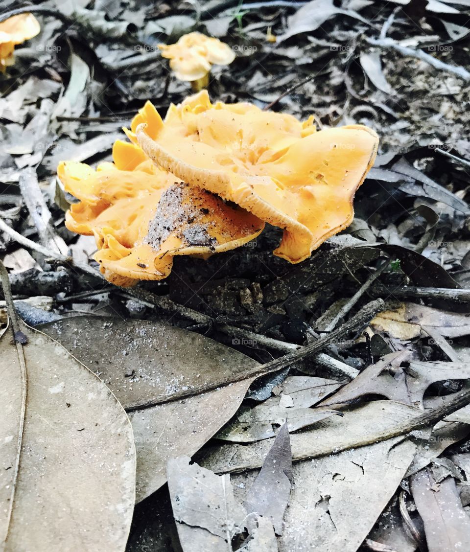 Mushrooms in the woods
