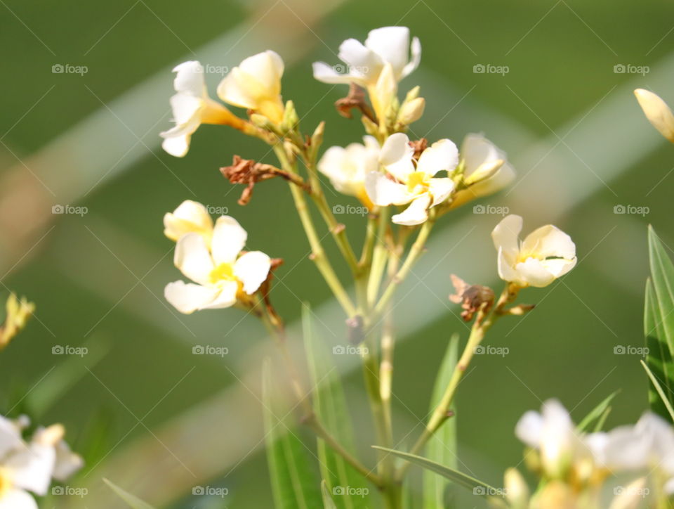 morning sunshine on flowers