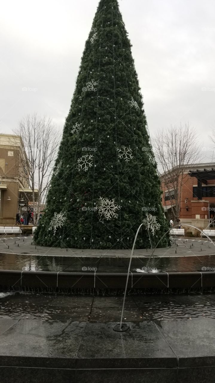 Tree, No Person, Winter, Outdoors, Building