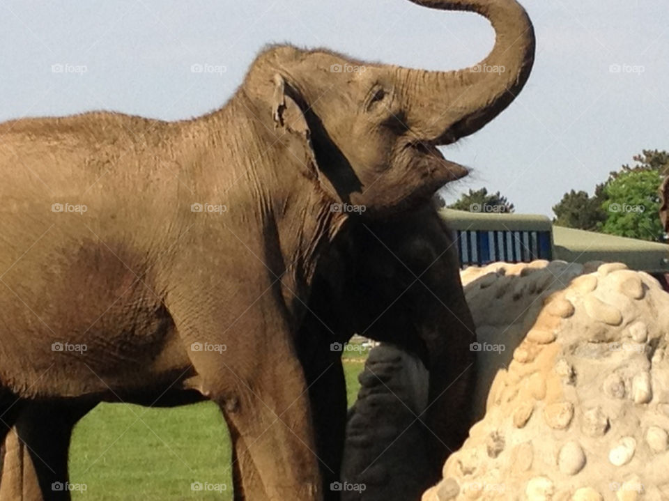 zoo big ears elephant feeding by pixiedust