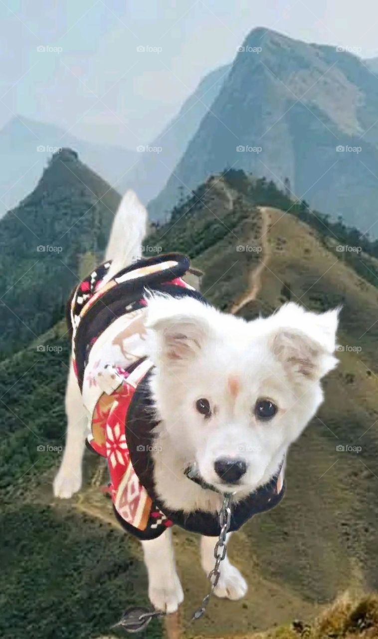 my Most beautiful and cute dog.