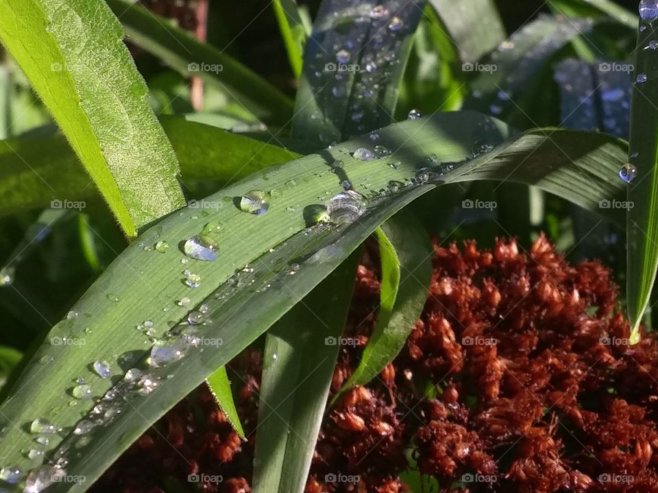 water drops on plant