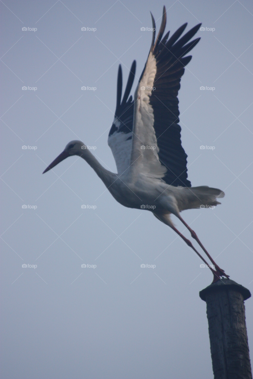 bird flight stork takeoff by twickers