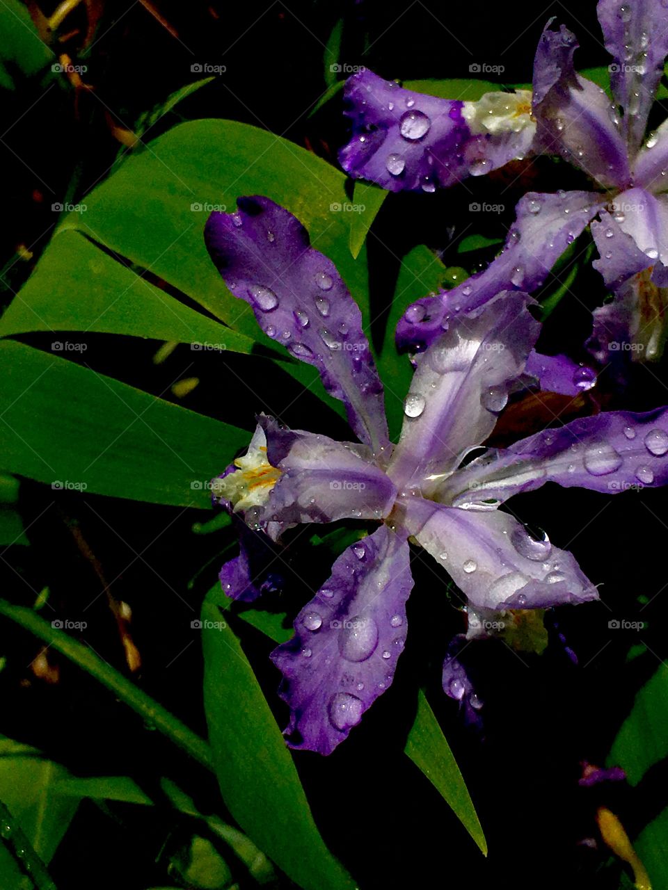 Purple Iris with Water Droplets