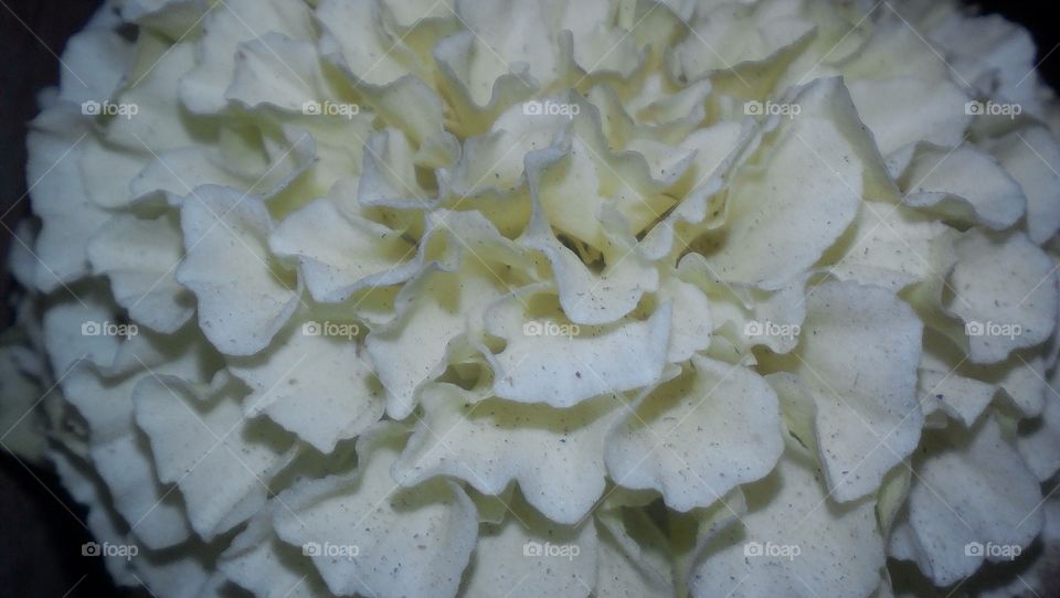 Beautiful white yellowish Marigold flower